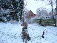 Snow_Bella,_6_1_10.JPG